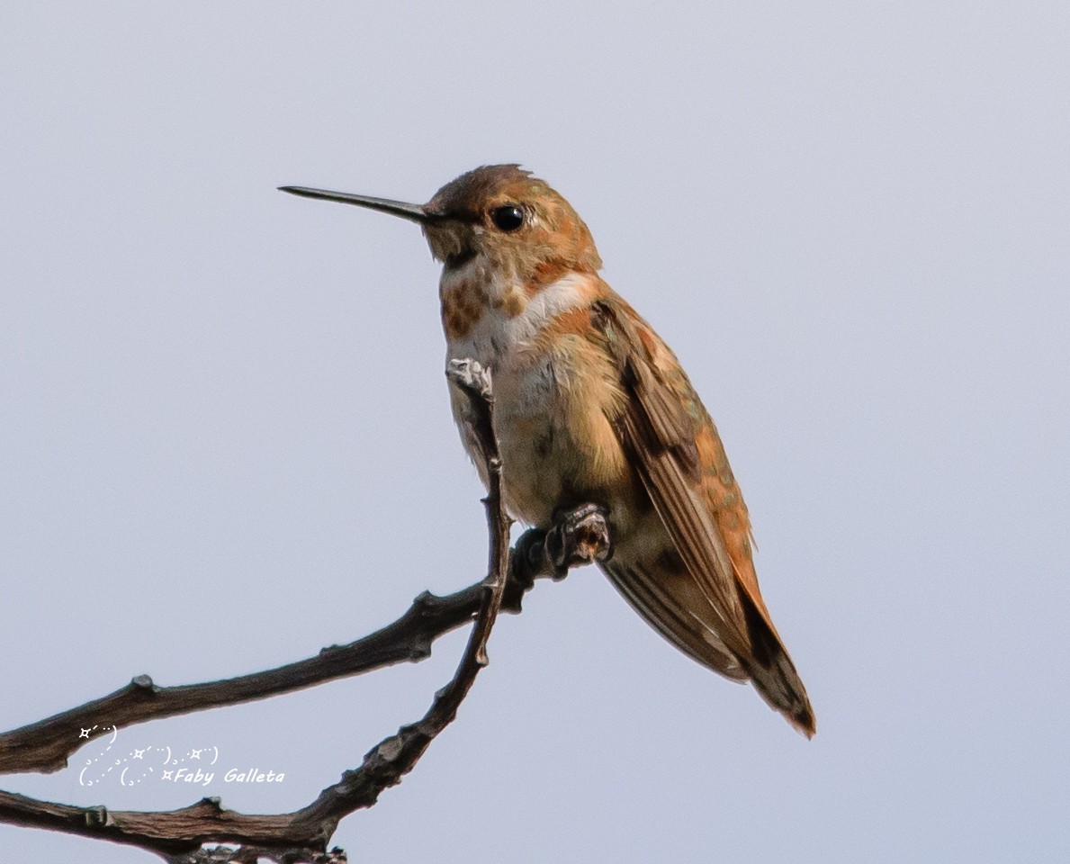 Rufous Hummingbird - ML533493931