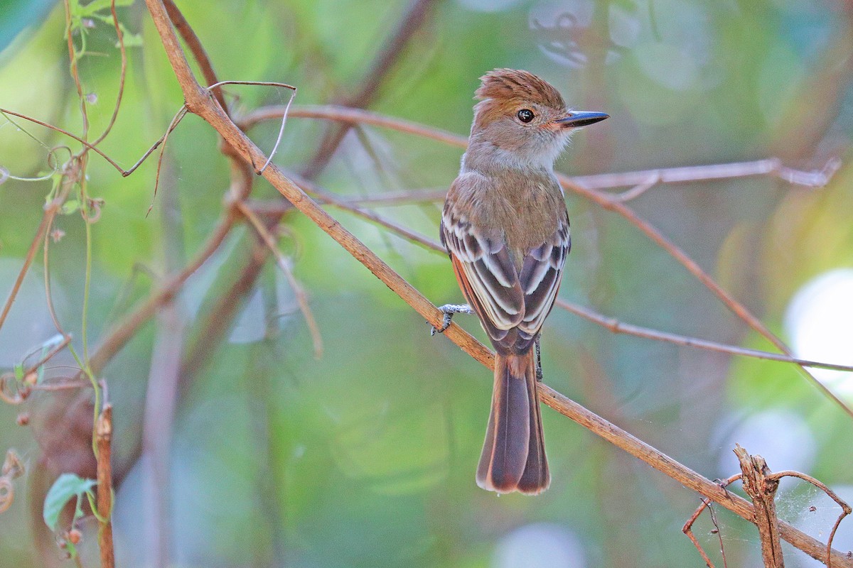 Brown-crested Flycatcher - ML533495861