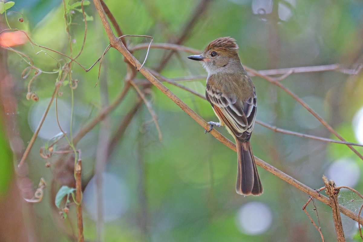 Brown-crested Flycatcher - ML533496231