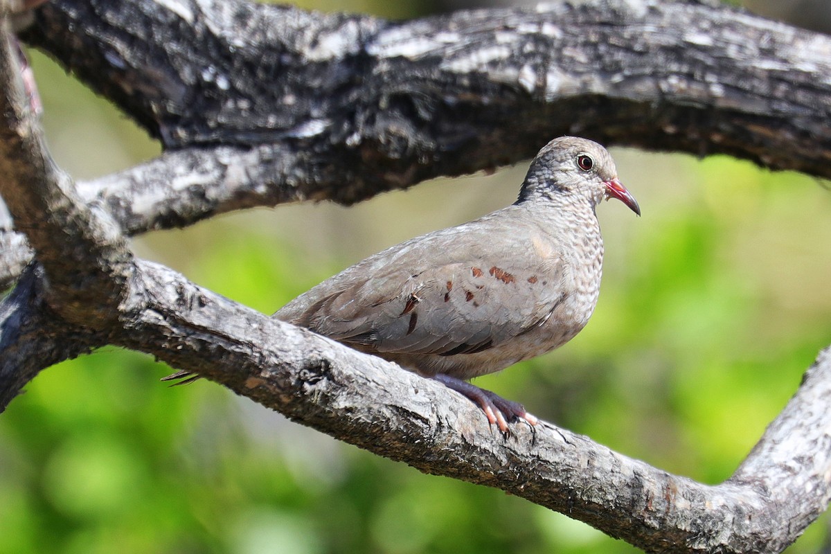 Common Ground Dove - ML533496511