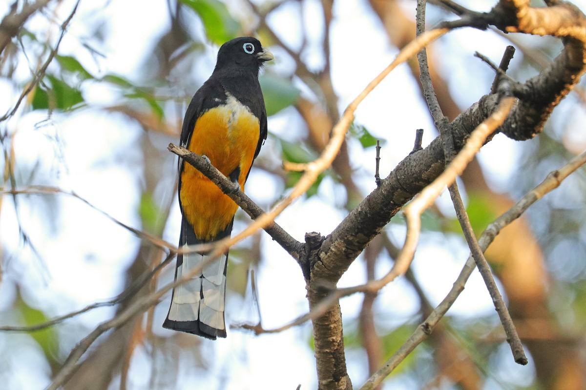 Black-headed Trogon - ML533497071
