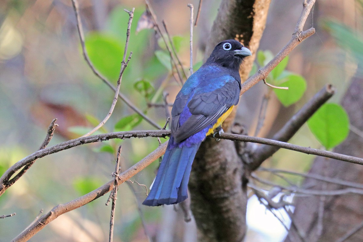 Black-headed Trogon - ML533497181