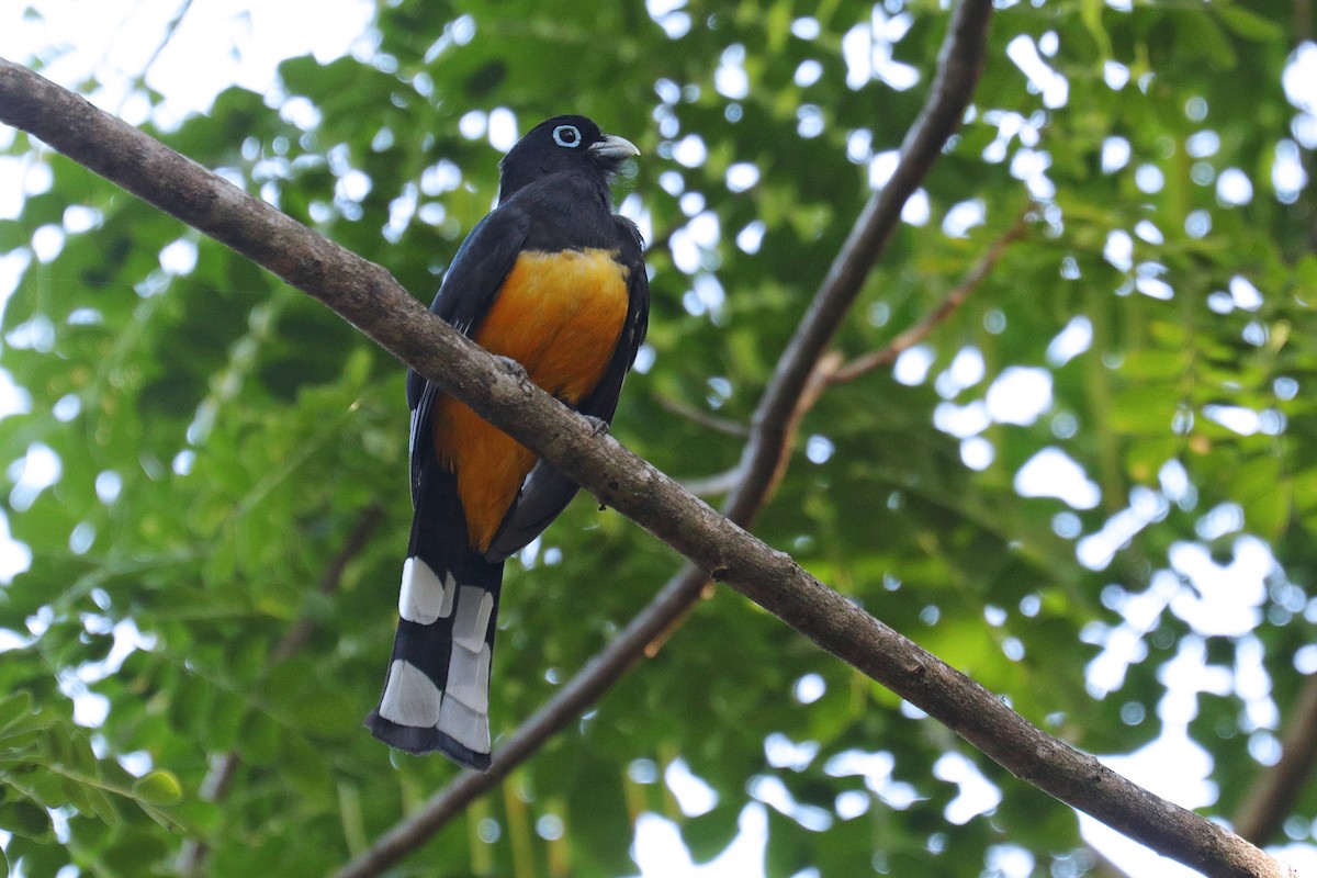 Black-headed Trogon - ML533497221