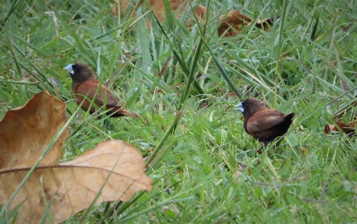 Chestnut Munia - ML533498271