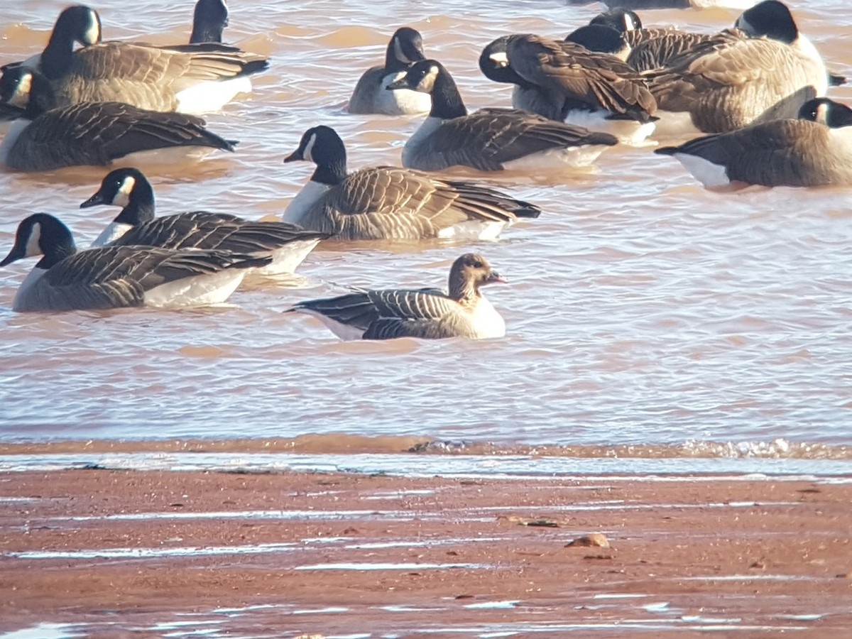 Pink-footed Goose - ML533498721