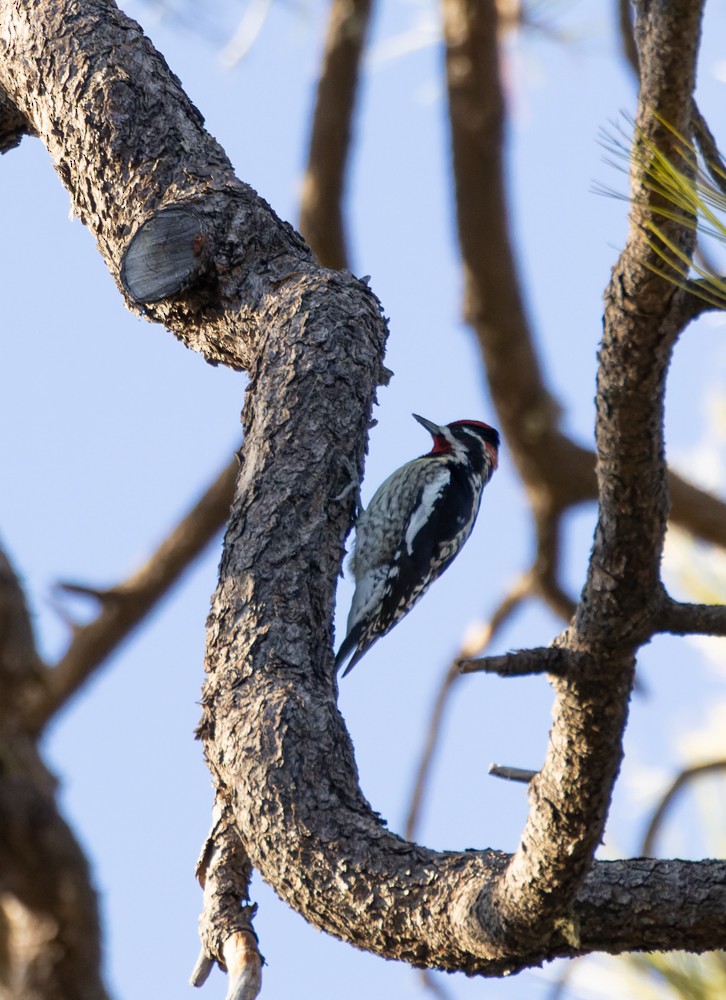 Red-naped Sapsucker - ML533499191