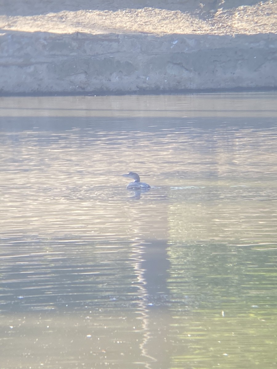 Common Loon - ML533499281