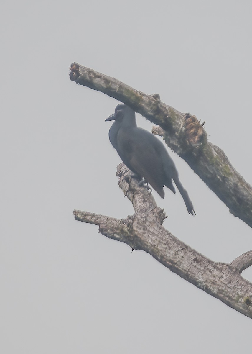 Obi Paradise-crow - ML533499431
