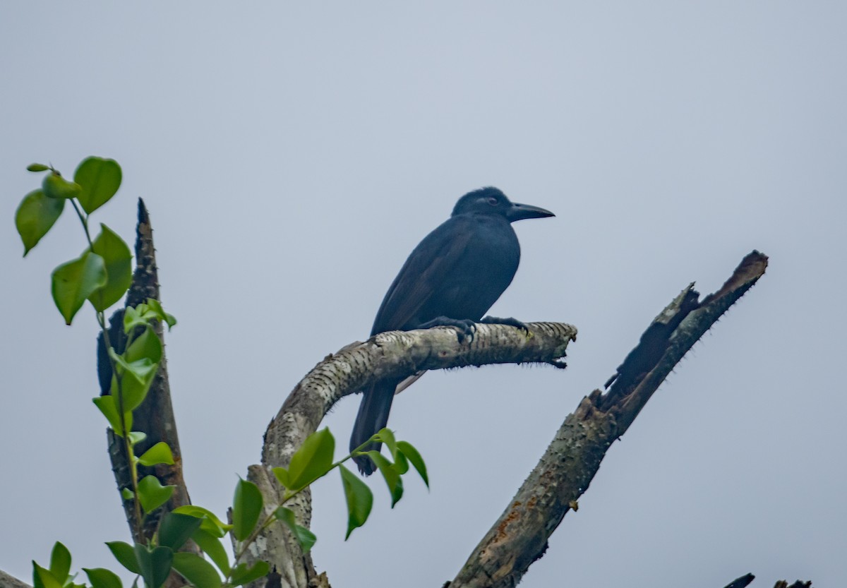 Obi Paradise-crow - ML533500051