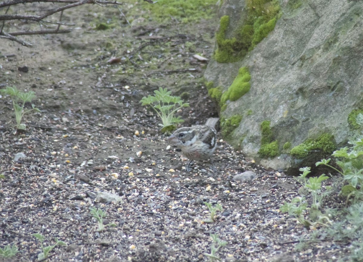 Rose-breasted Grosbeak - ML533501061