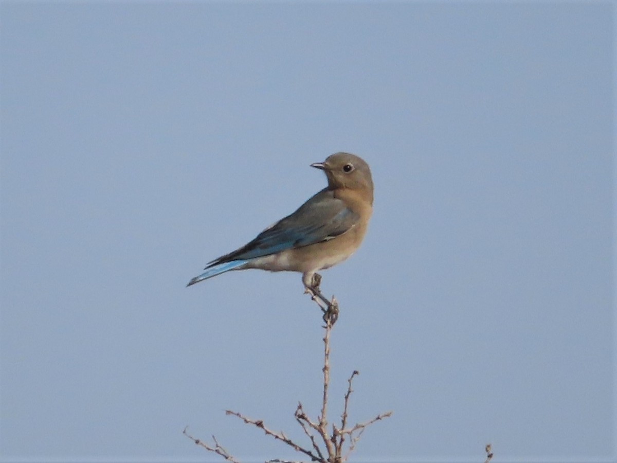 Mountain Bluebird - ML533501331