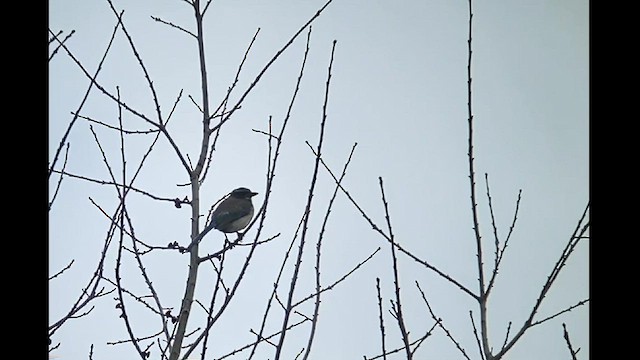 California Scrub-Jay - ML533502341