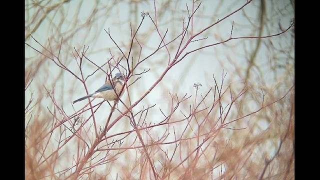 California Scrub-Jay - ML533502361