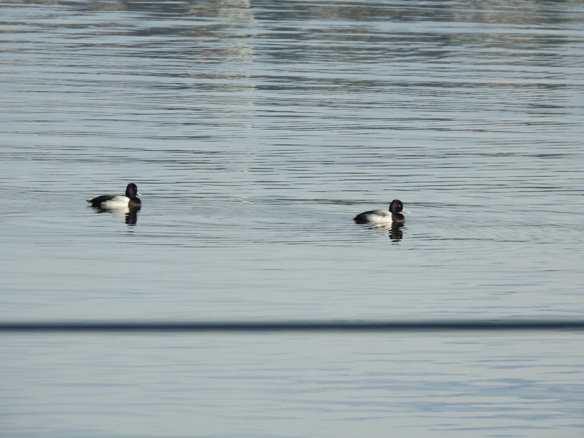 Lesser Scaup - ML533503441