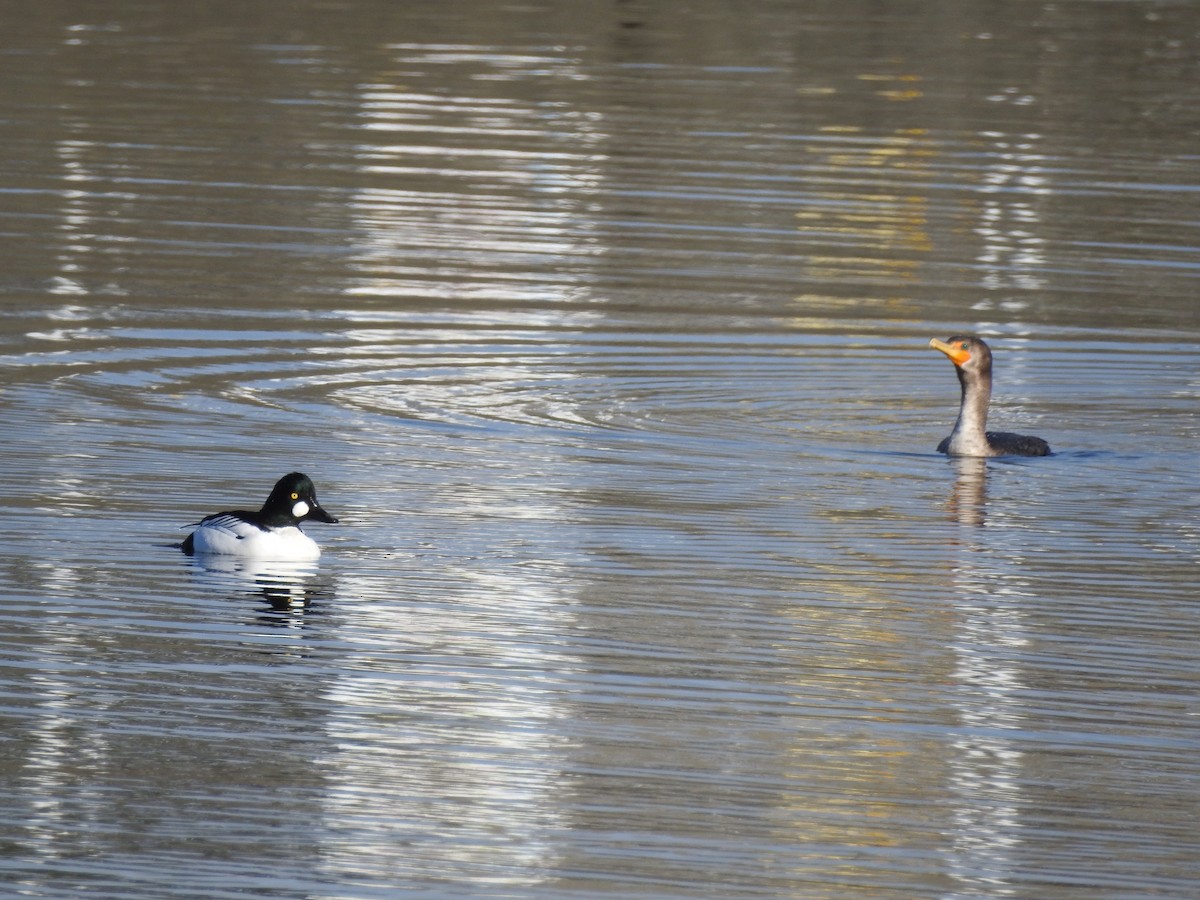 Common Goldeneye - ML533503521