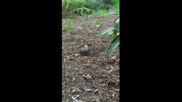 Varied Thrush - ML533503631