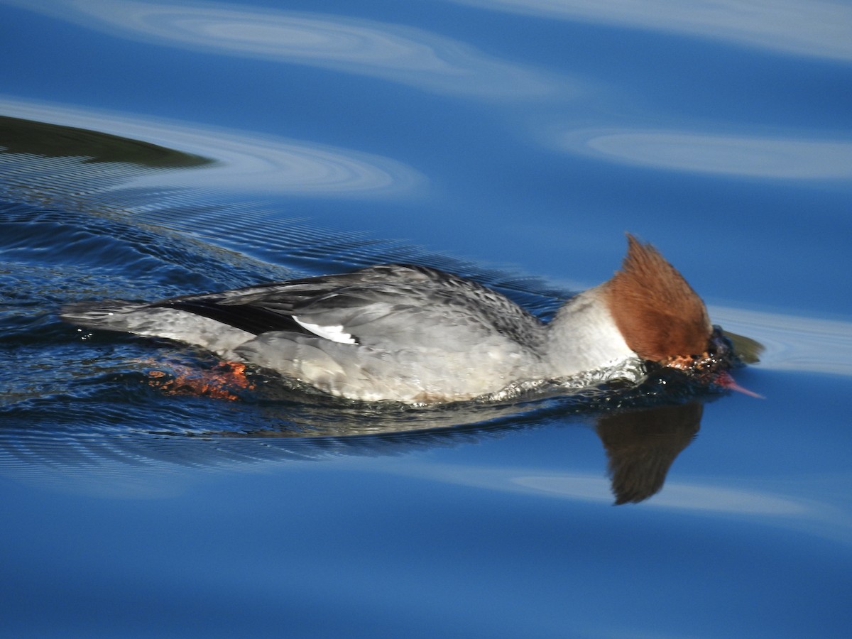 Gänsesäger - ML533503671