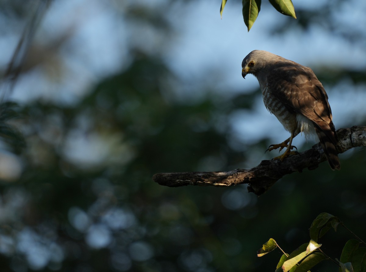 Roadside Hawk - ML533504561