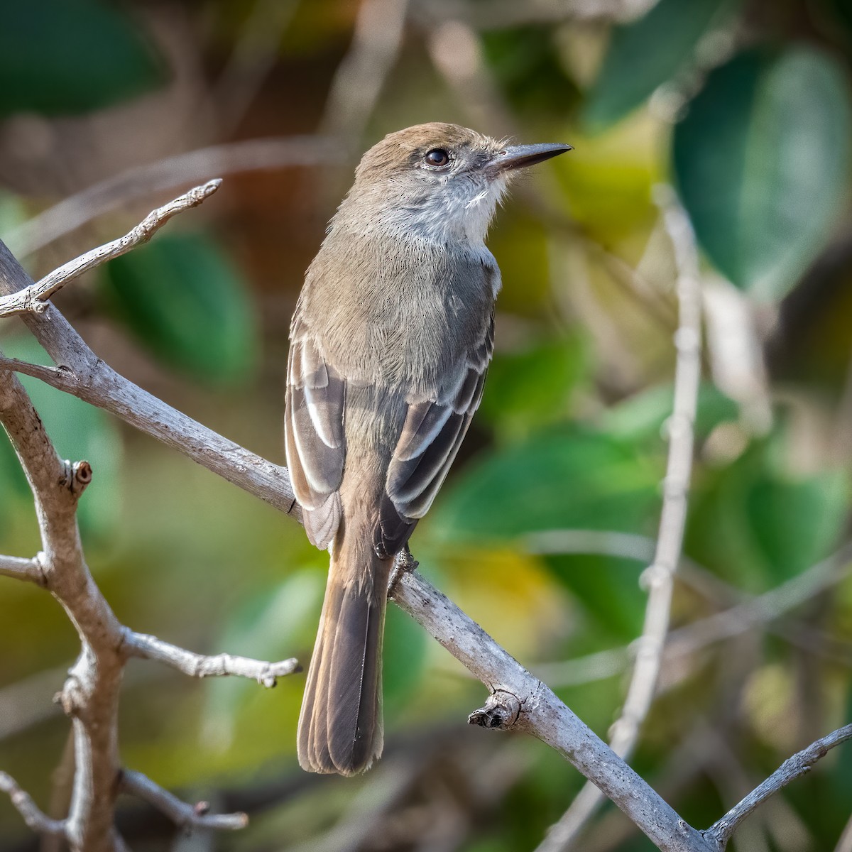 La Sagra's Flycatcher - ML533505391