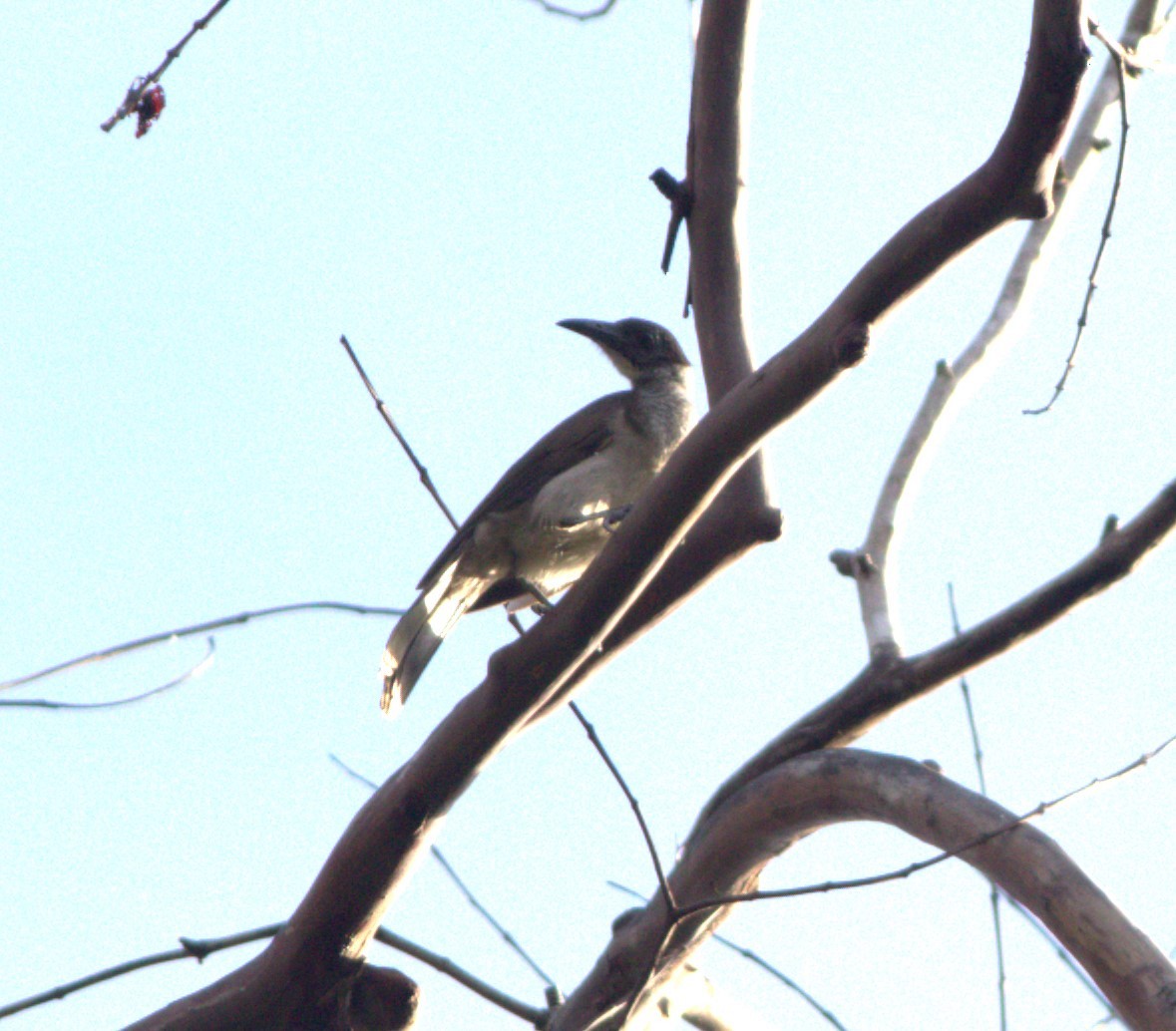 New Britain Friarbird - ML533505421