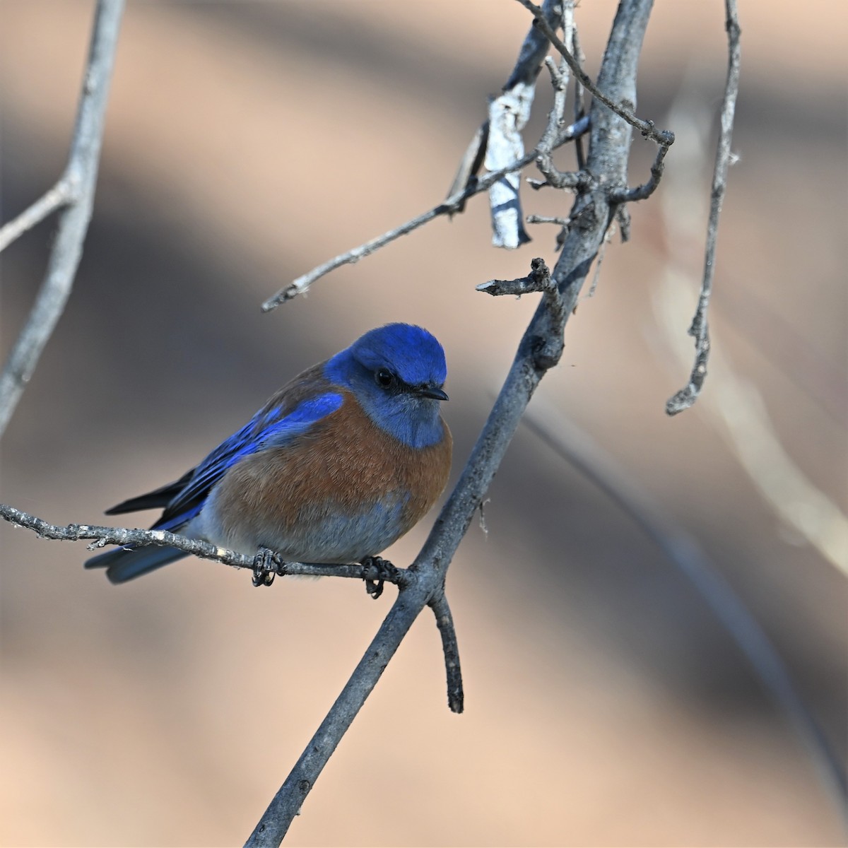 Western Bluebird - Ronnie Reed