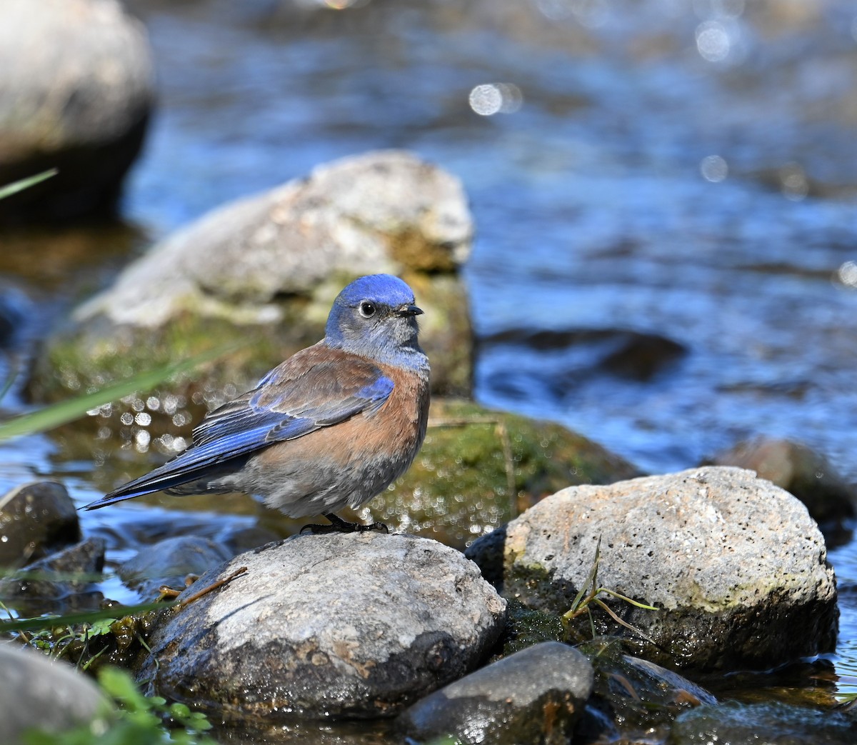 Western Bluebird - ML533505721