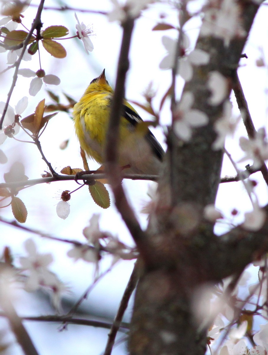 American Goldfinch - ML53350621