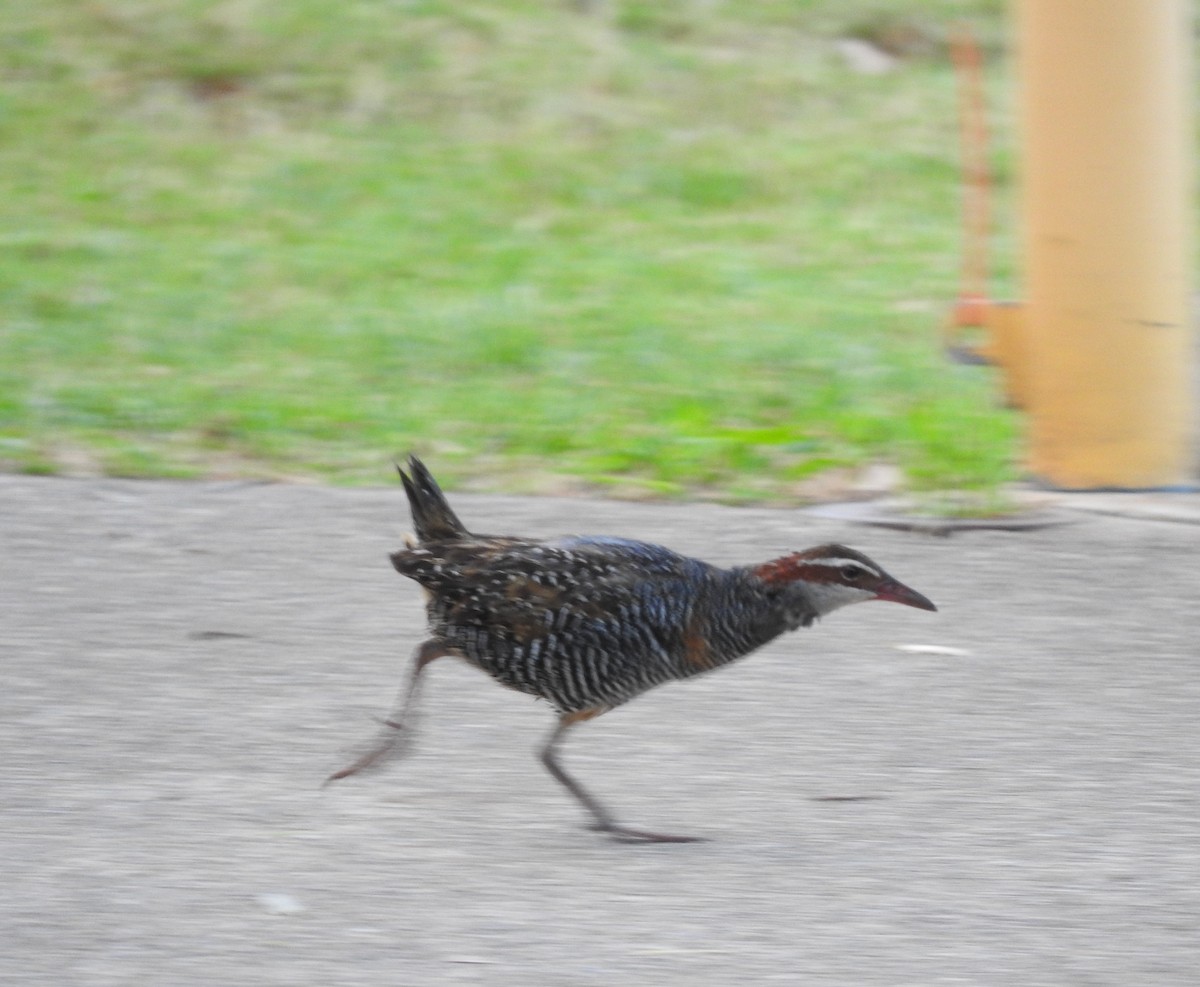 Buff-banded Rail - ML533506431