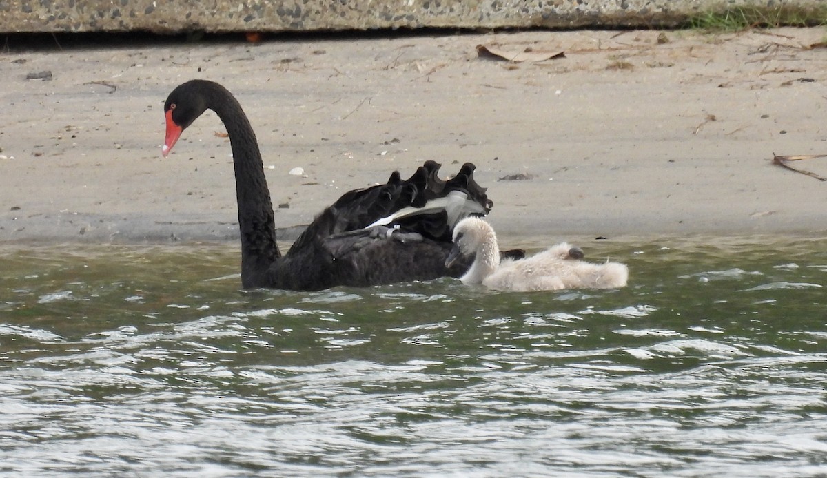 Black Swan - ML533507211