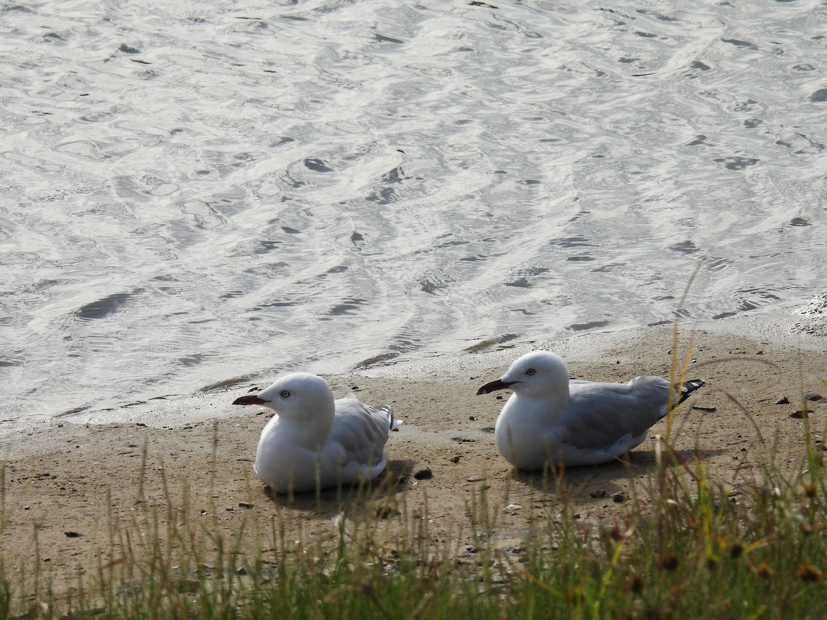 Gaviota Plateada - ML533507631