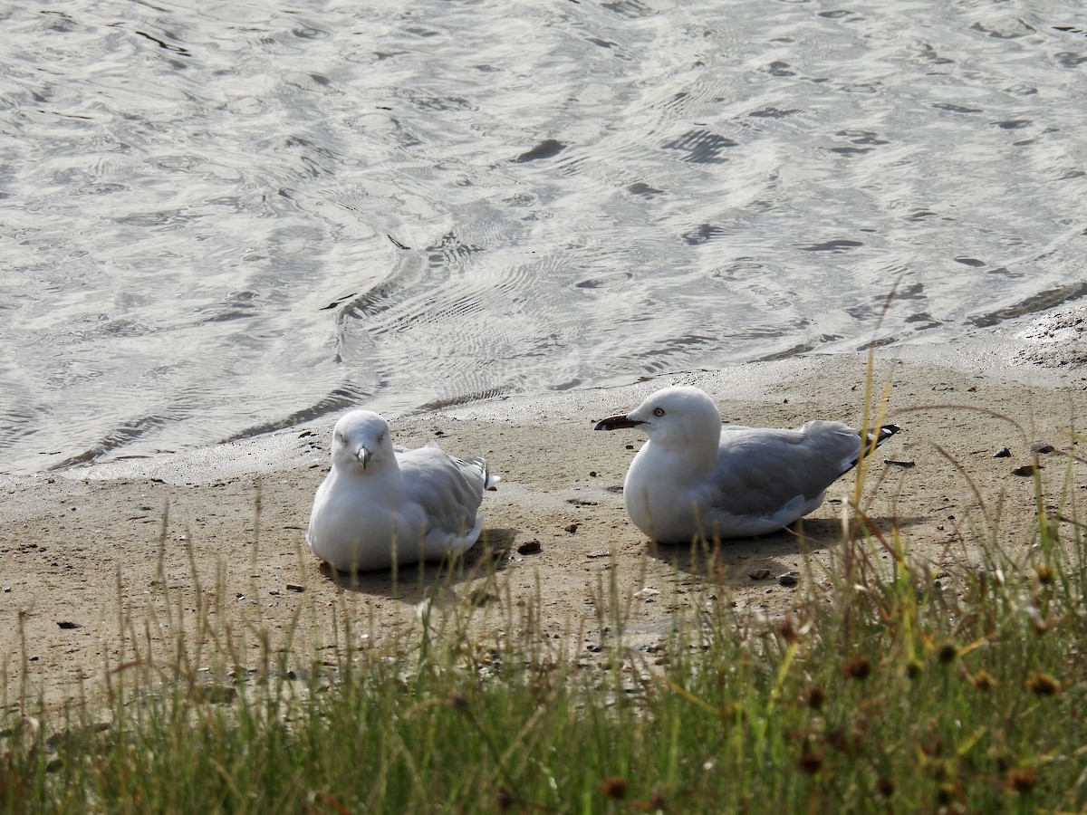 Gaviota Plateada - ML533507641