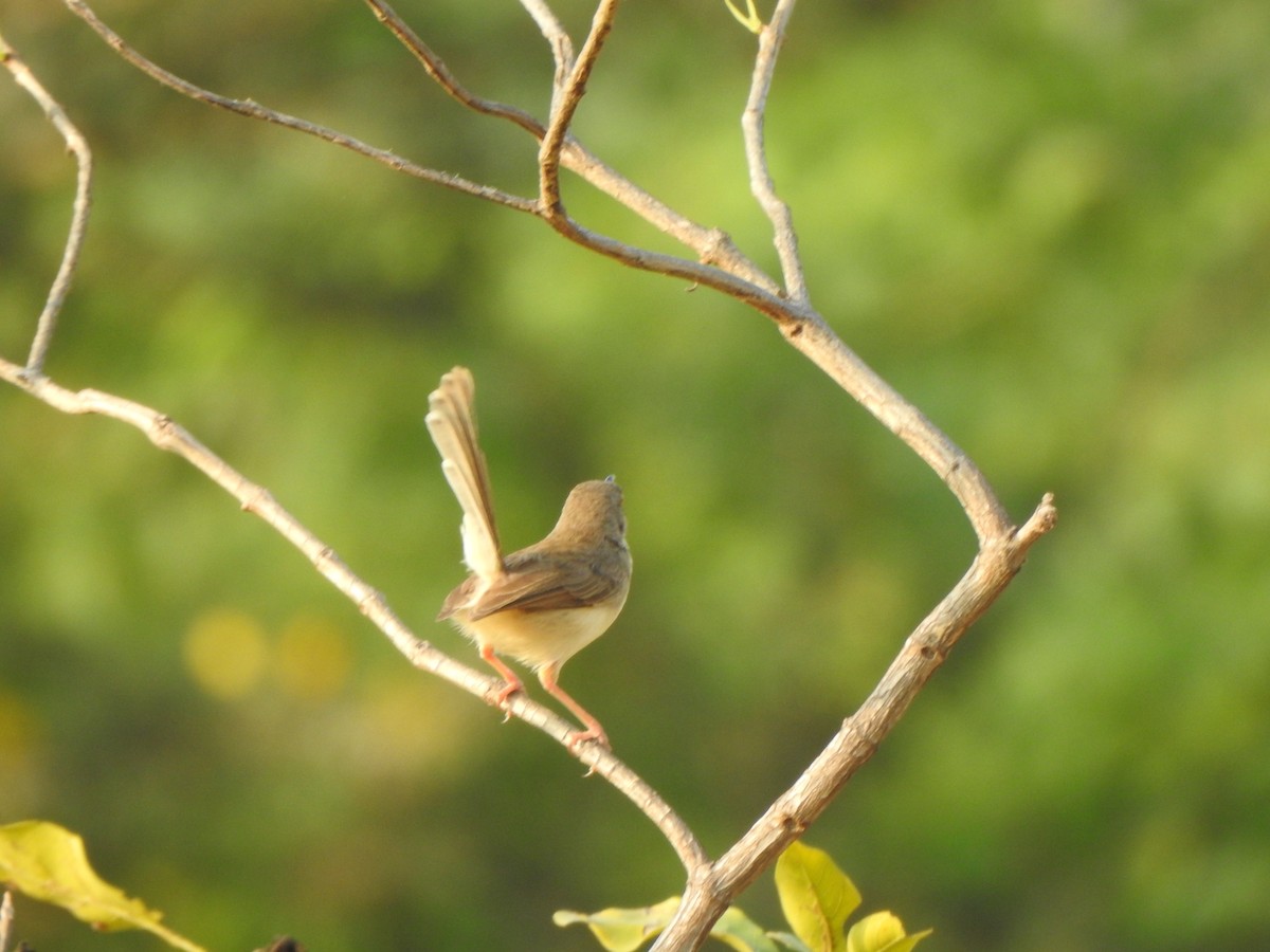 Jungle Prinia - Arulvelan Thillainayagam