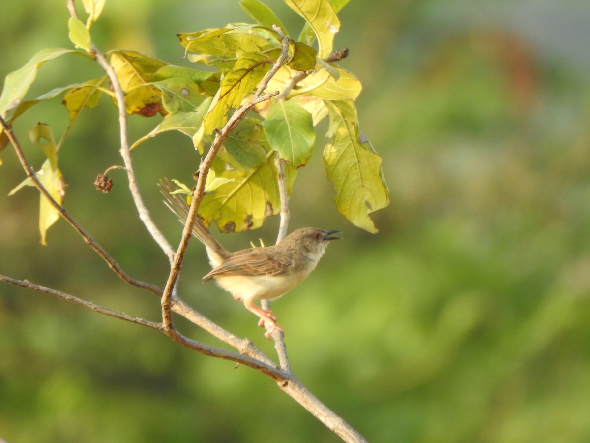 Jungle Prinia - ML533508161