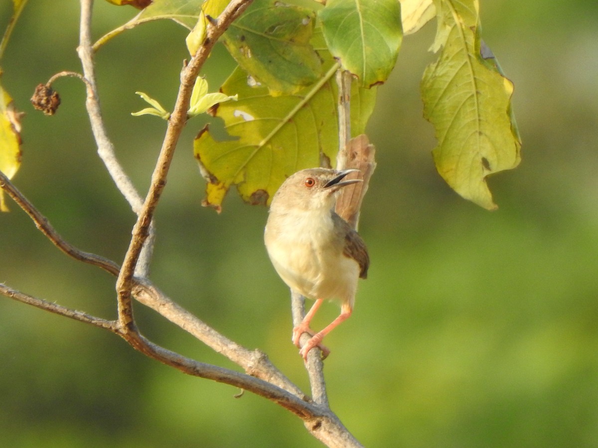 Jungle Prinia - Arulvelan Thillainayagam