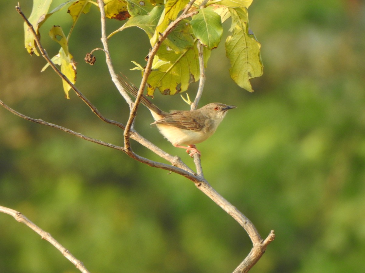 Jungle Prinia - Arulvelan Thillainayagam