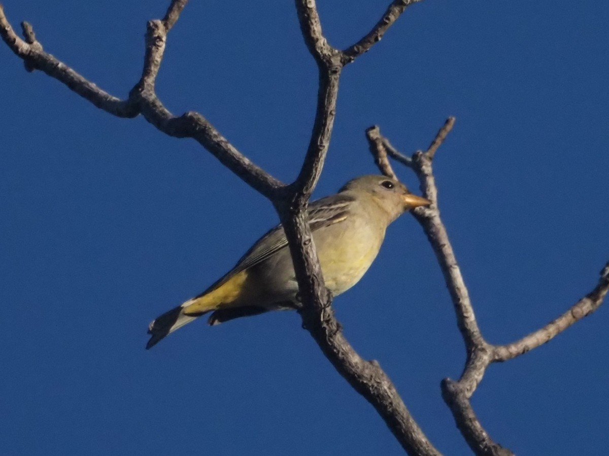 Western Tanager - ML533509511