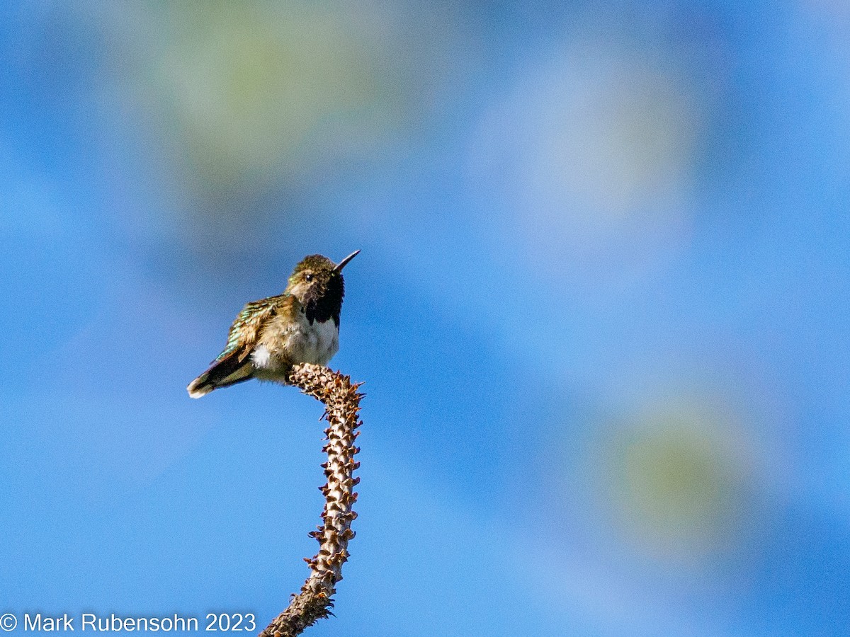 Bumblebee Hummingbird - ML533510581