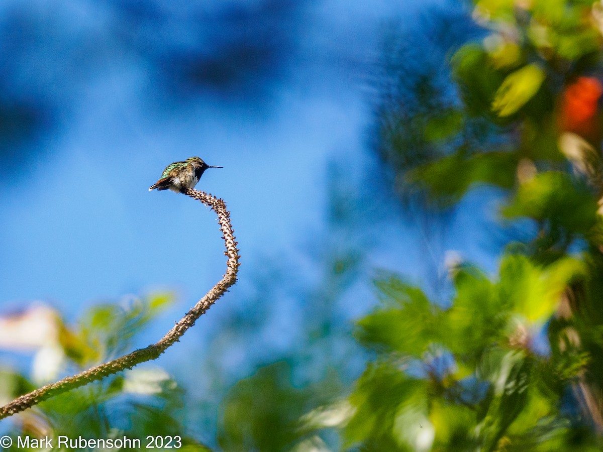 Bumblebee Hummingbird - ML533510591