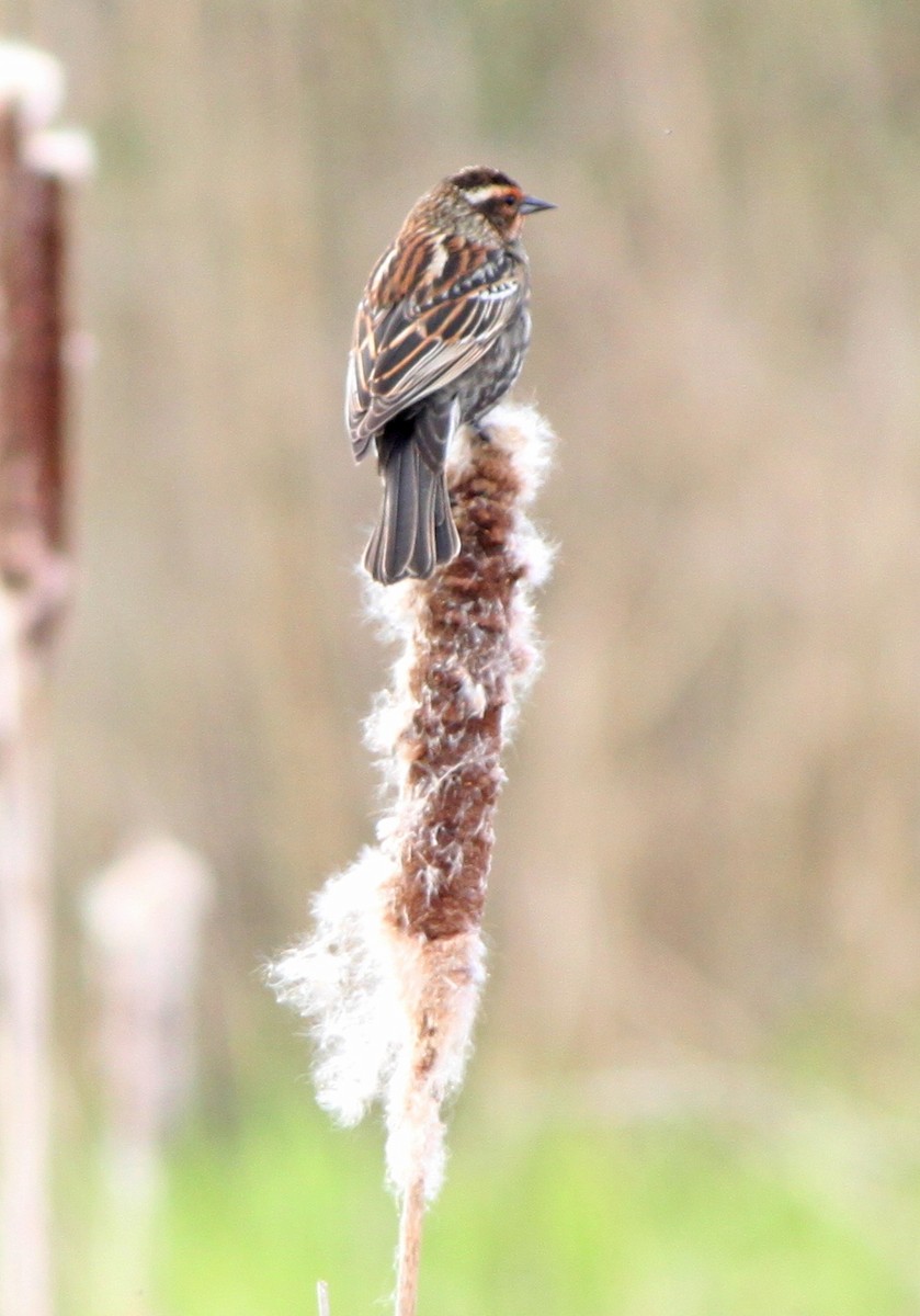 Red-winged Blackbird - ML53351061