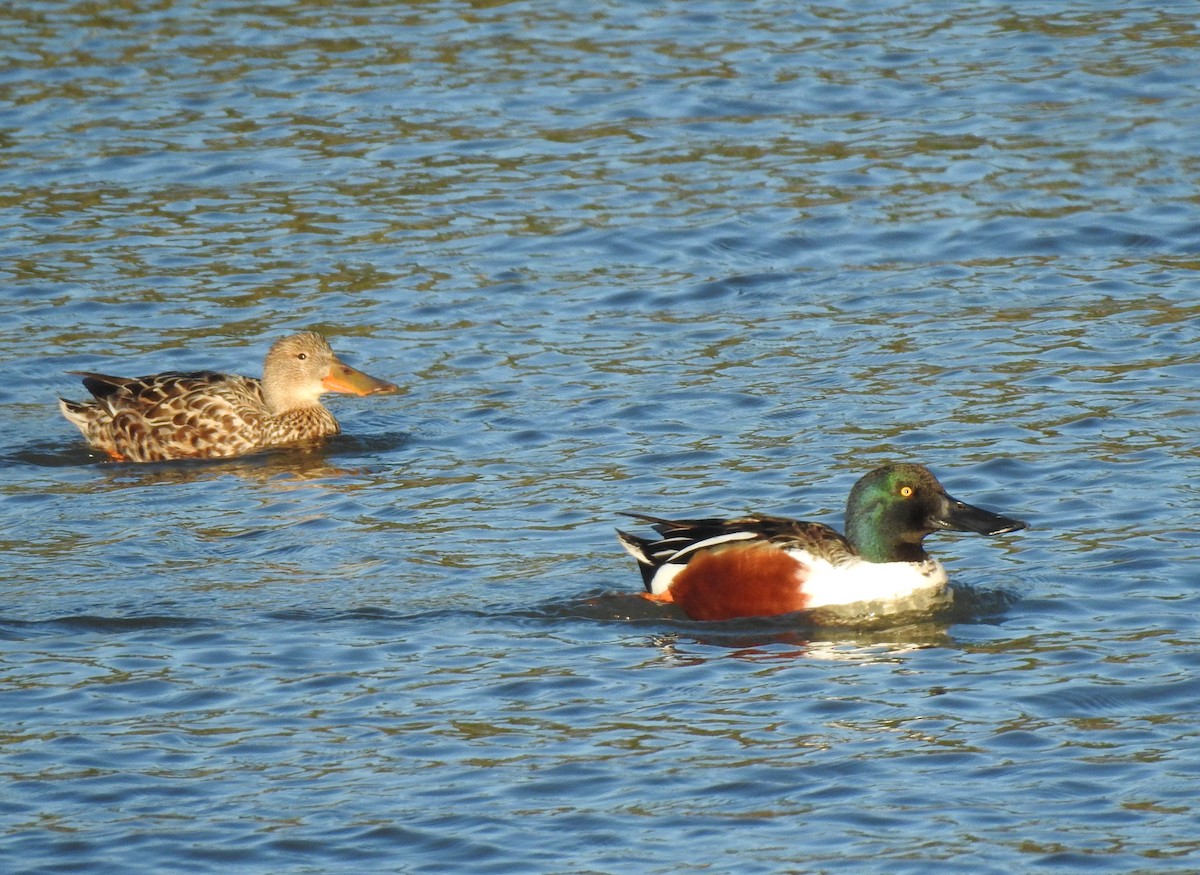 Northern Shoveler - ML533511391