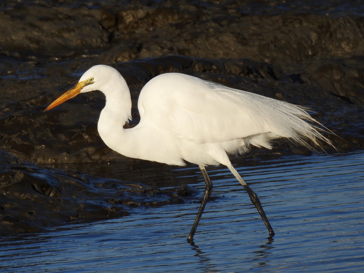 Great Egret - Anonymous