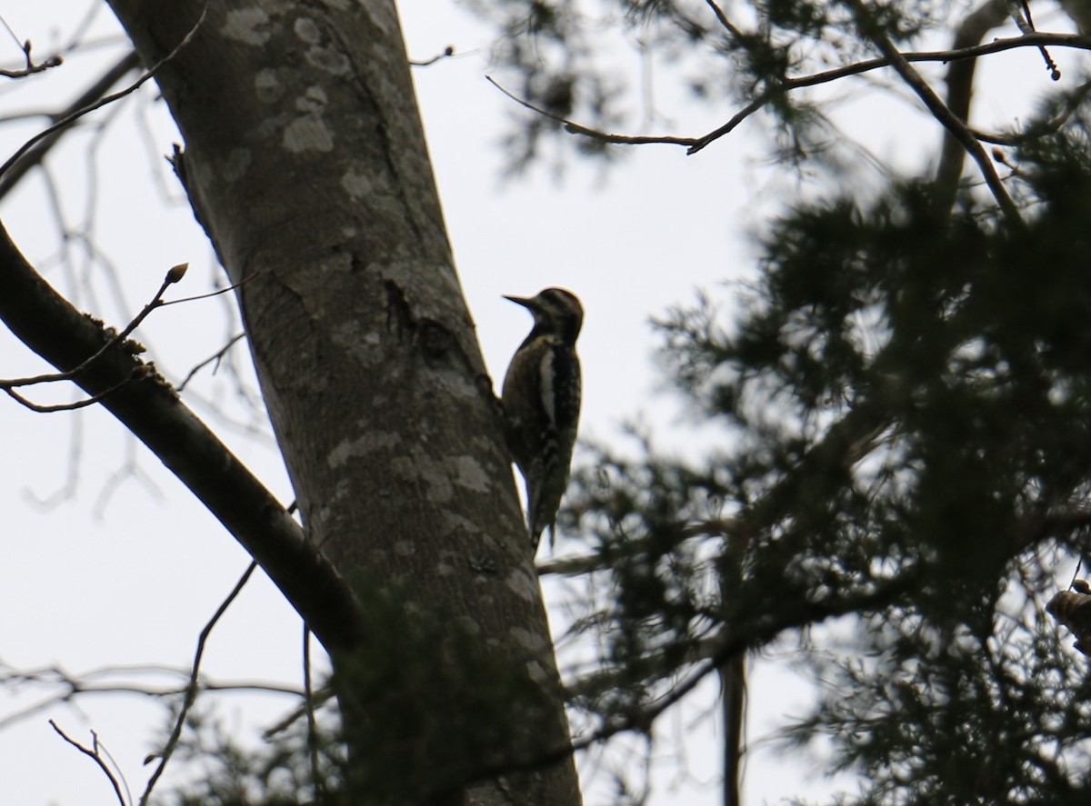 Yellow-bellied Sapsucker - ML53351211