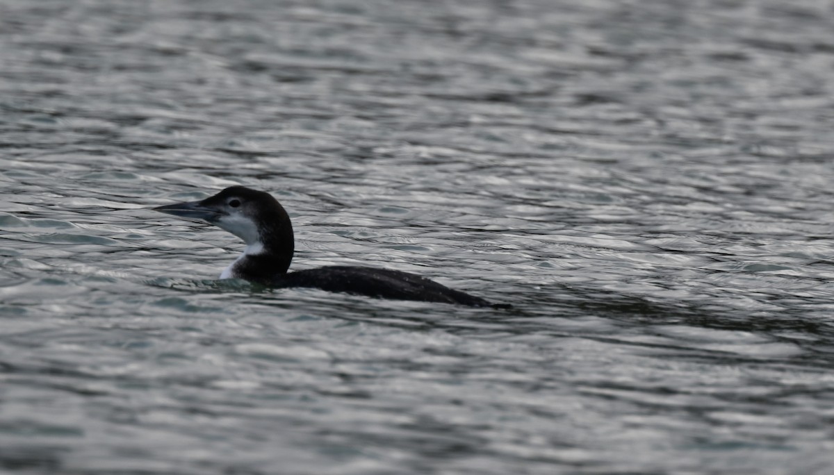 Common Loon - ML533512161