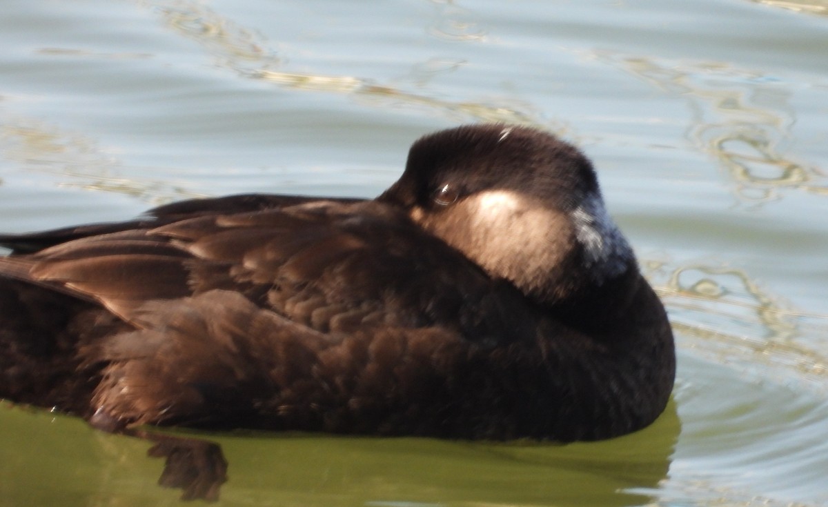 Surf Scoter - ML533512651