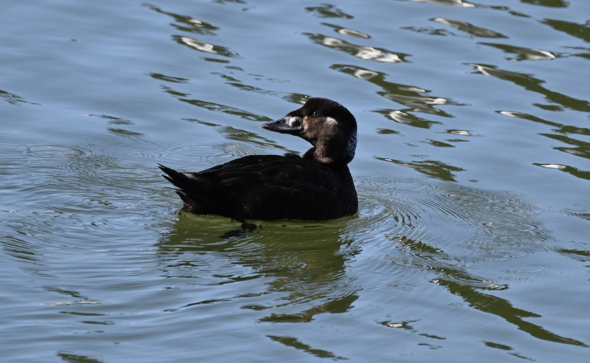 Surf Scoter - ML533512661