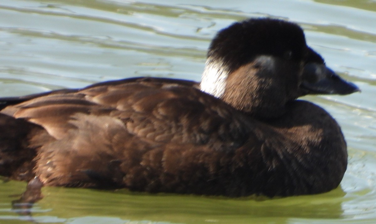 Surf Scoter - ML533512671