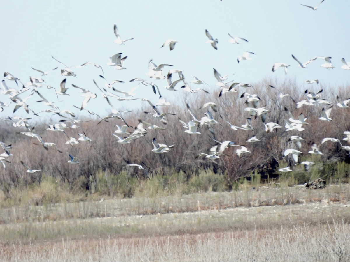 Ring-billed Gull - ML533514261