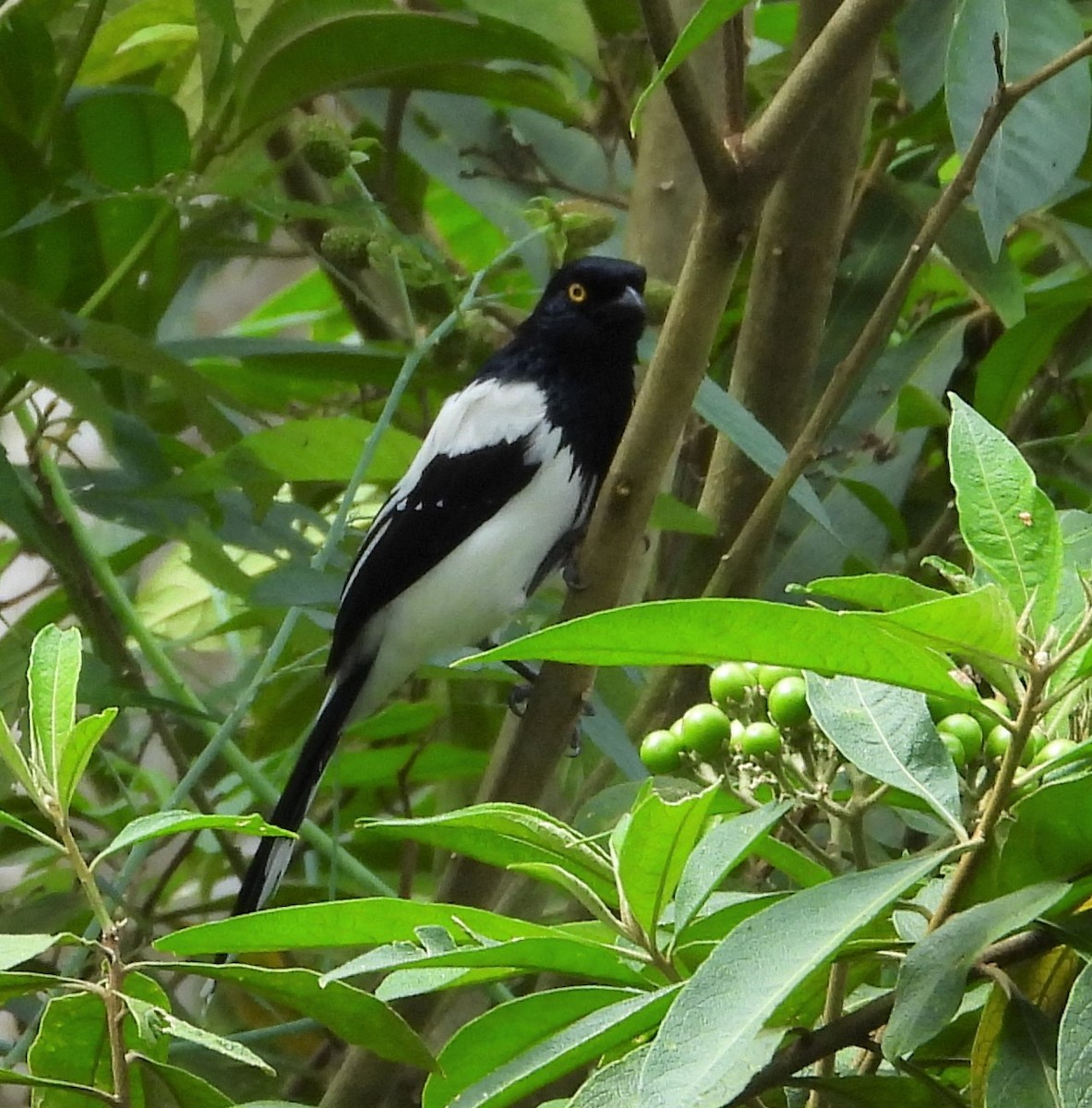 Magpie Tanager - ML533514621
