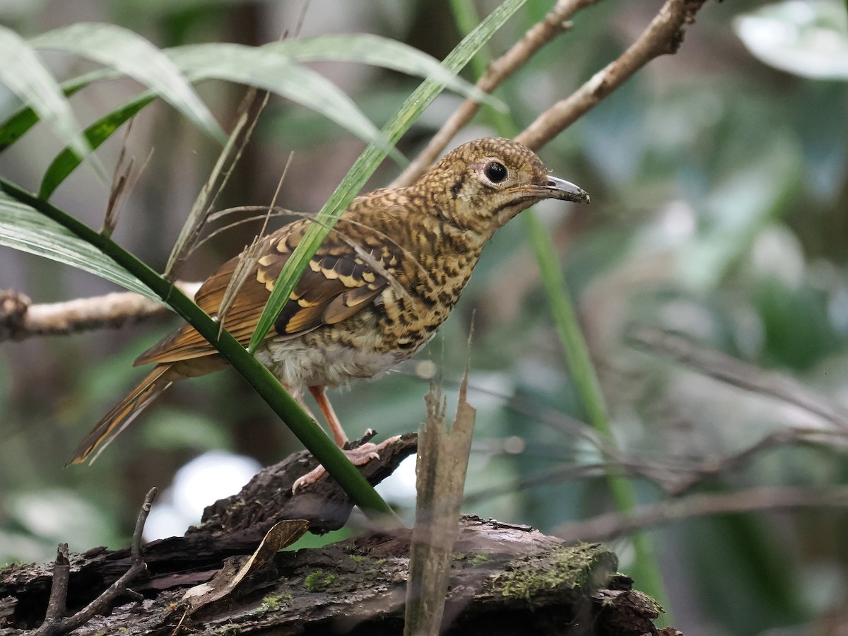 Bassian Thrush - ML533514881