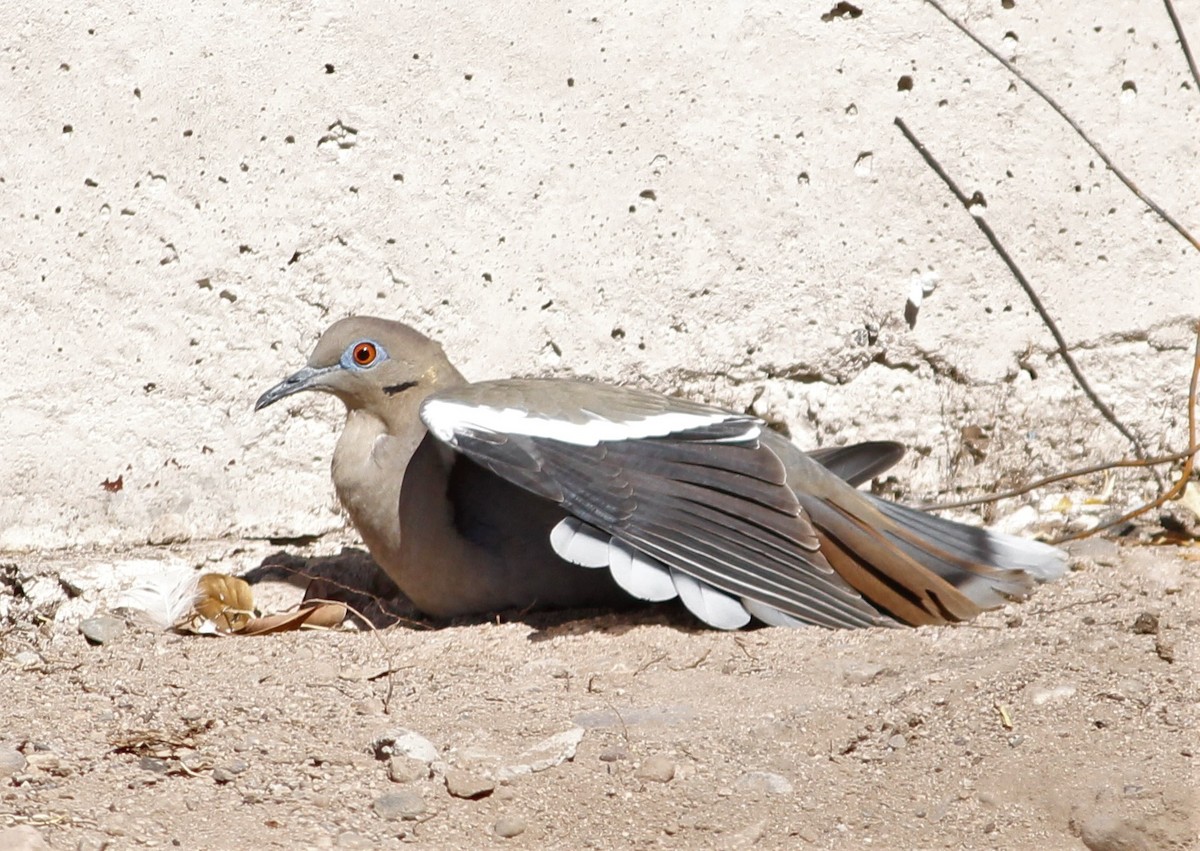 White-winged Dove - ML533515441